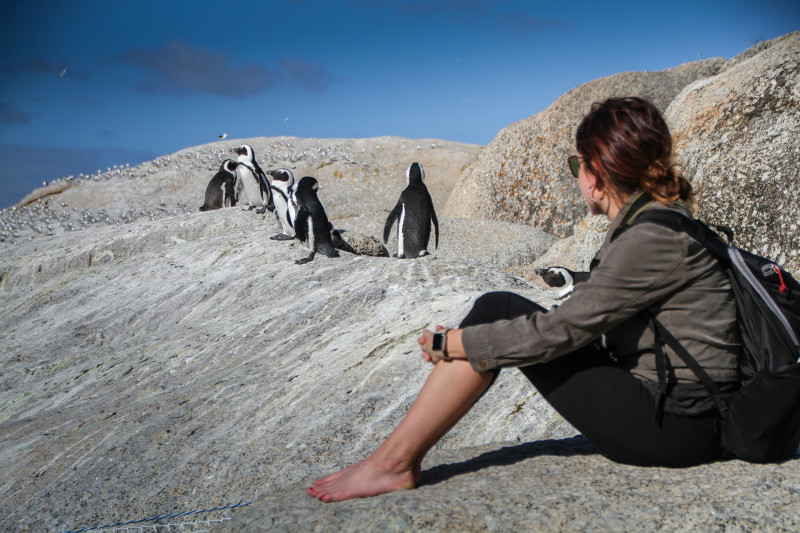 Observation des pingouins du Cap
