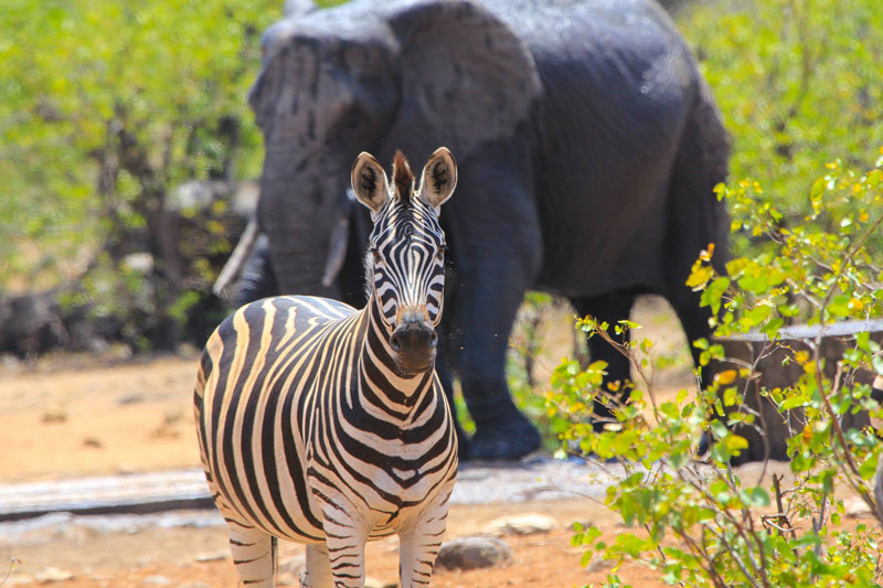 Safari dans le Parc de Chobe